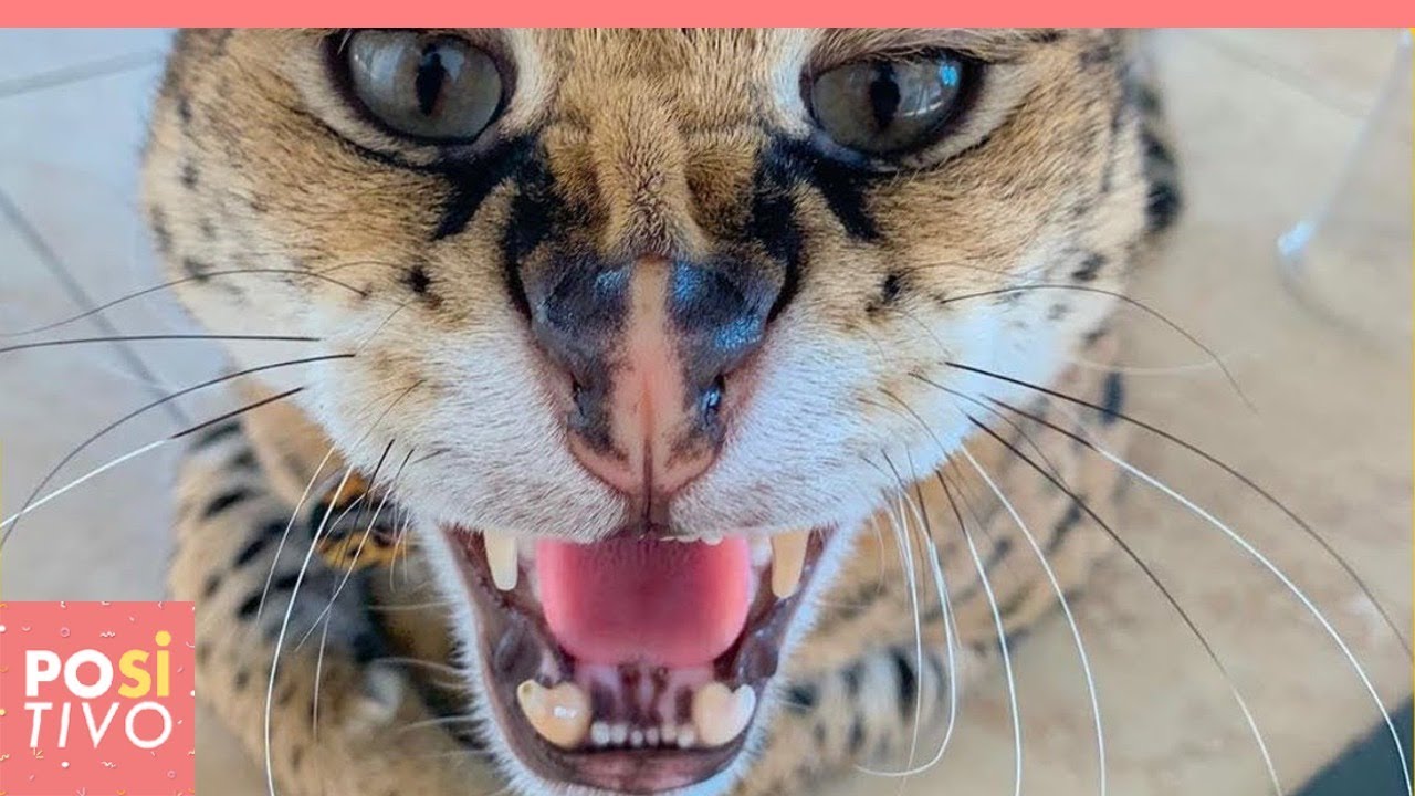 ibrido tra gatto domestico e gatto leopardo
