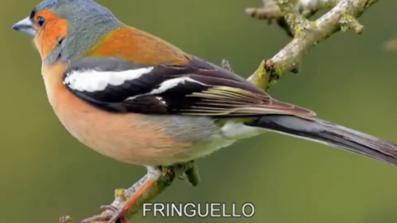 il becco degli uccelli in termine scientifico