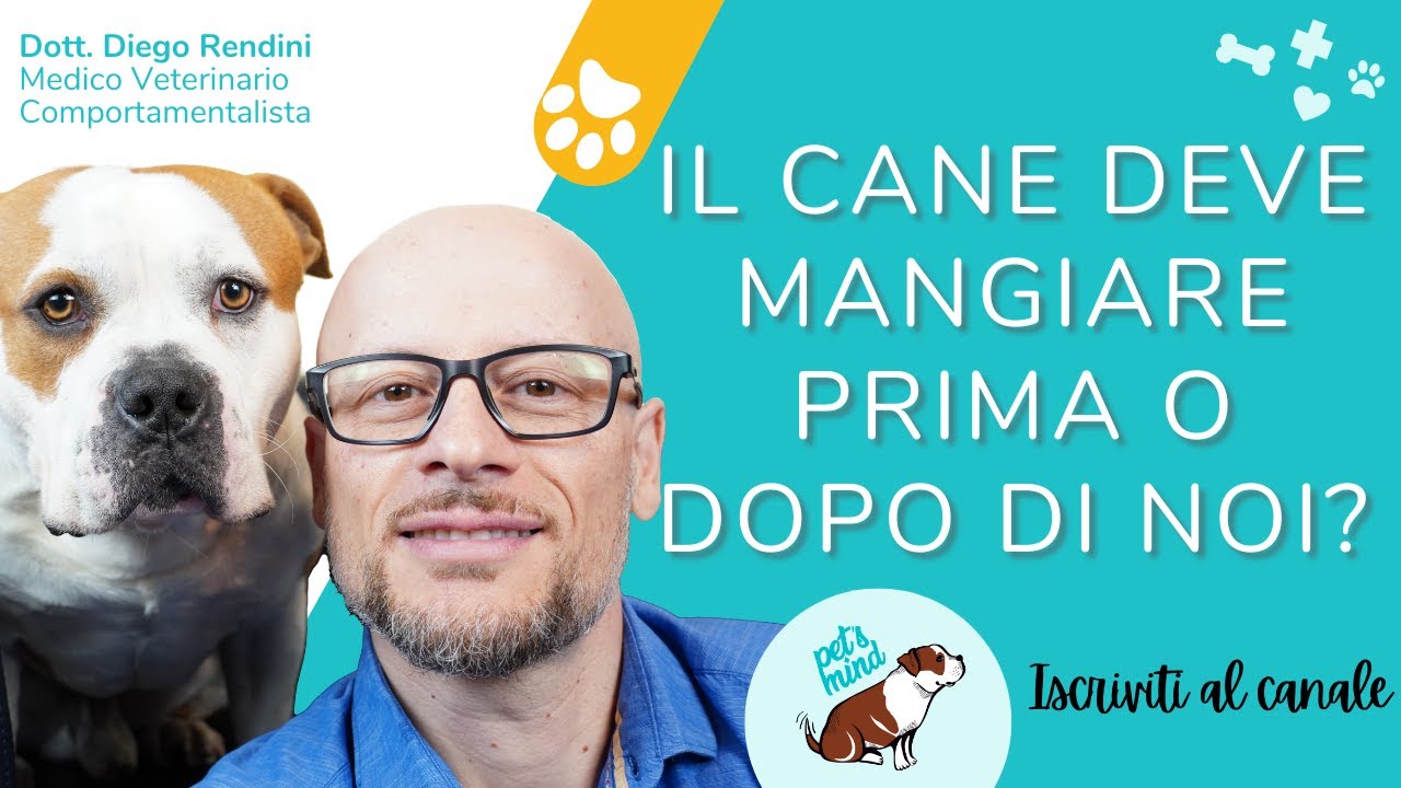 il cane deve mangiare prima o dopo la passeggiata