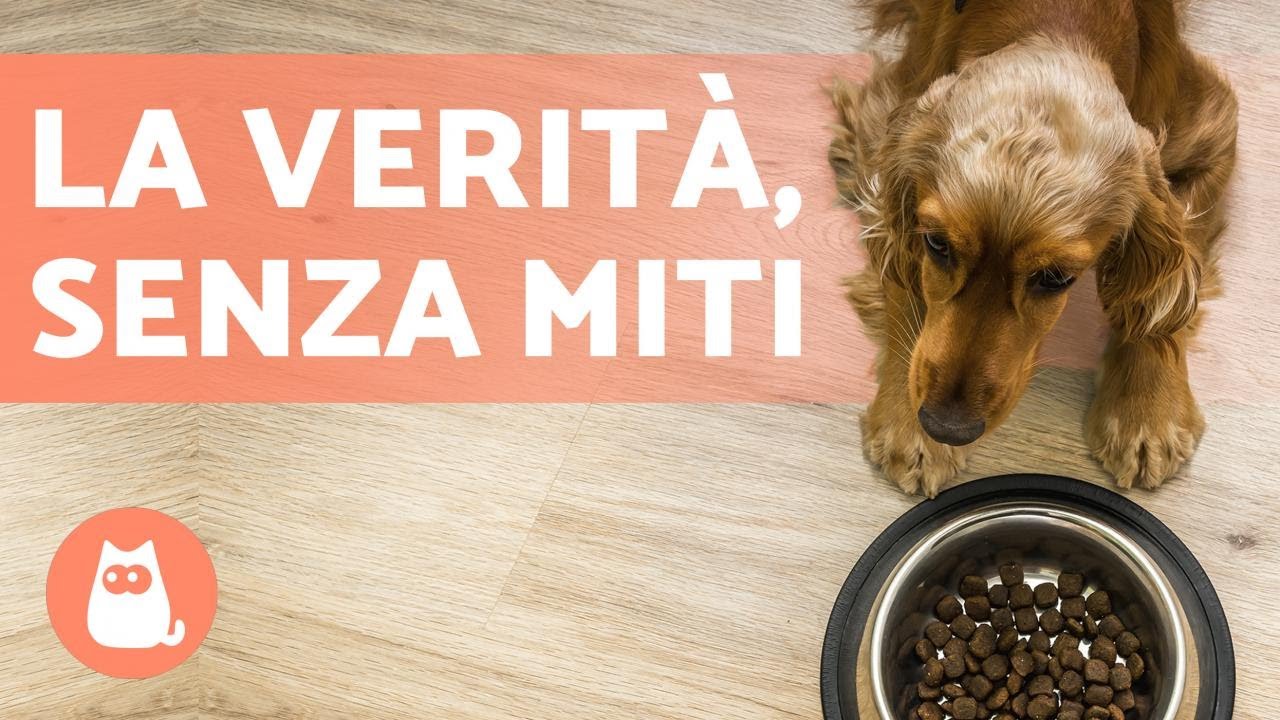il cane è onnivoro o carnivoro