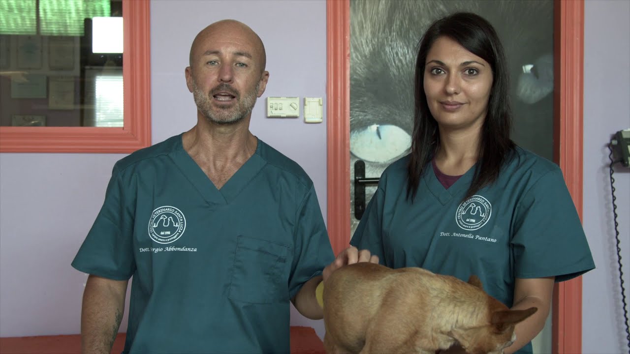 il cane non riesce a fare la cacca