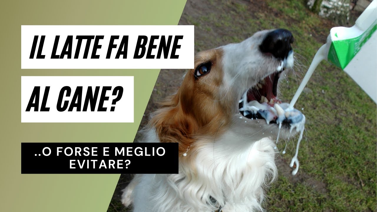 il cane può bere il latte