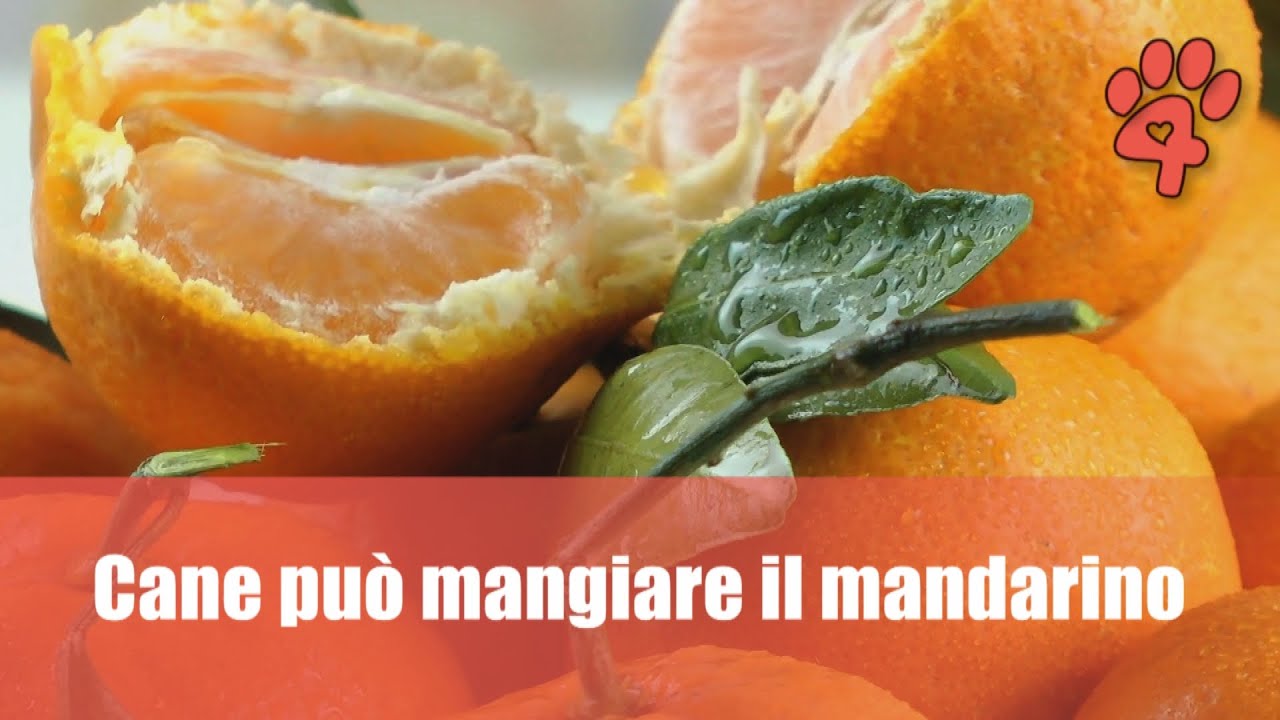il cane può mangiare il mandarino