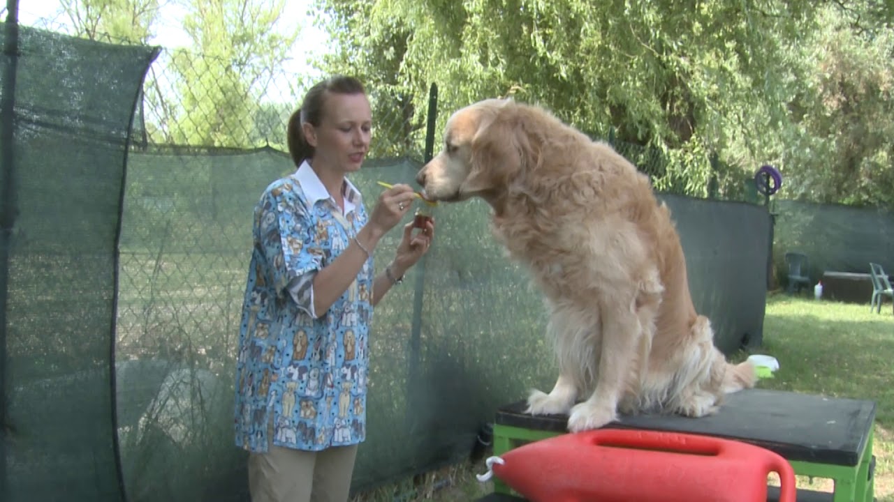 il cane può mangiare il miele
