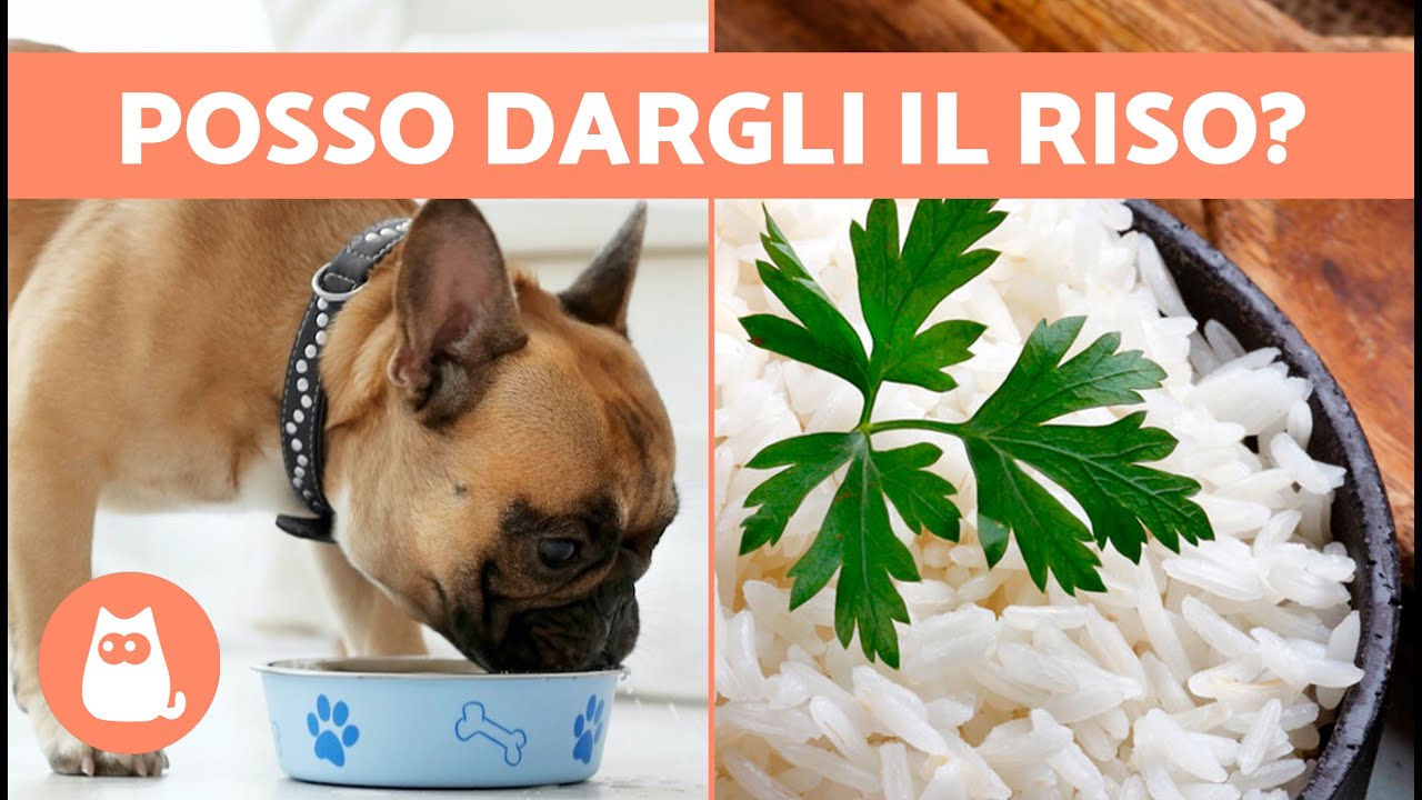 il cane può mangiare il riso