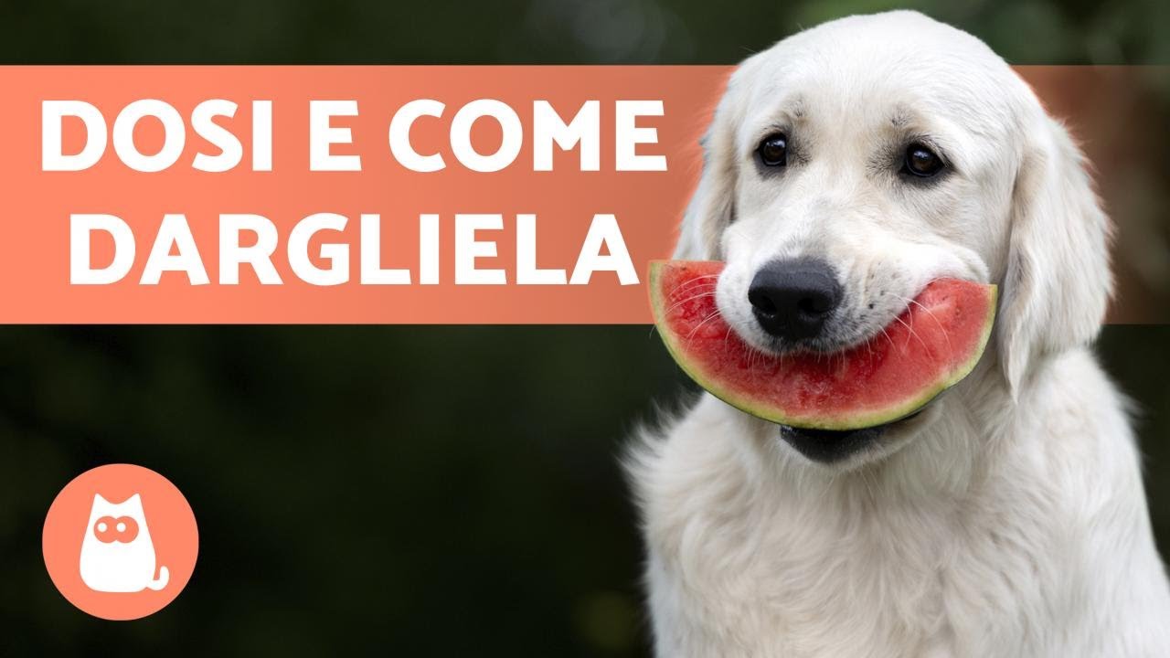 il cane puo mangiare l anguria