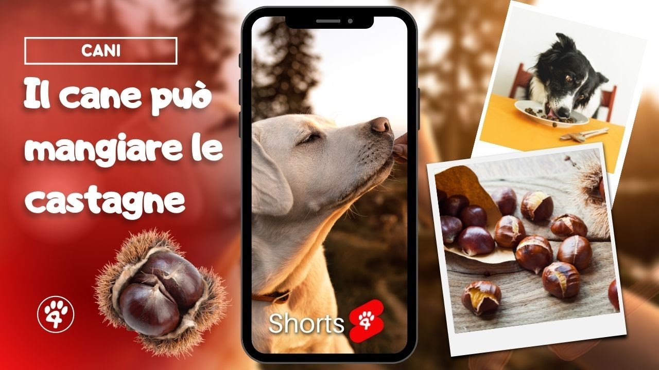 il cane può mangiare la castagna