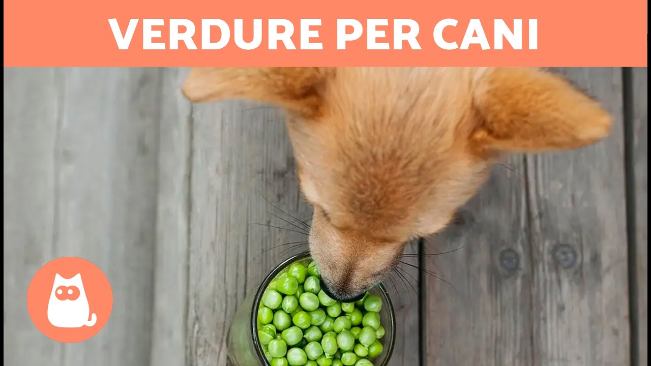 il cane può mangiare la verza cotta