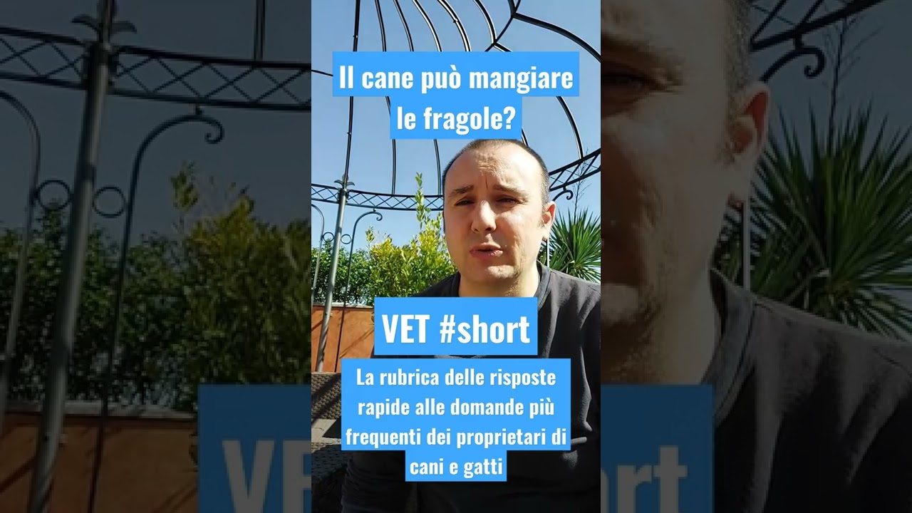 il cane può mangiare le fragole