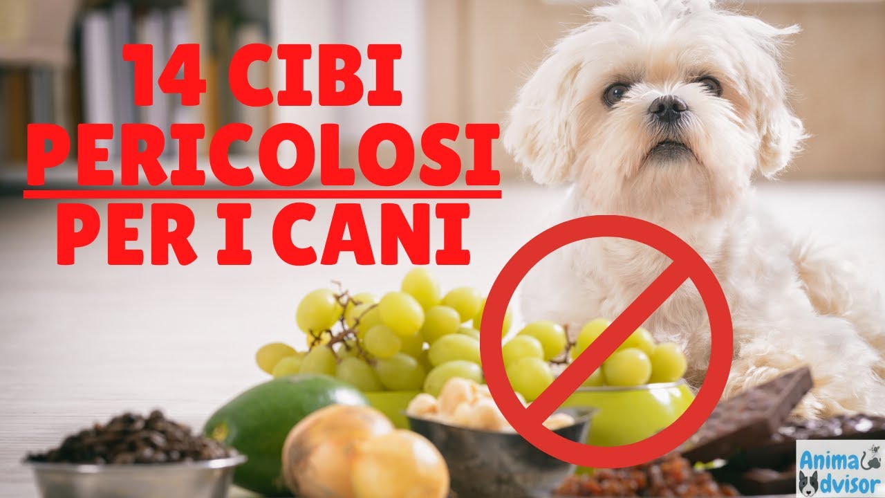 il cane può mangiare le mandorle