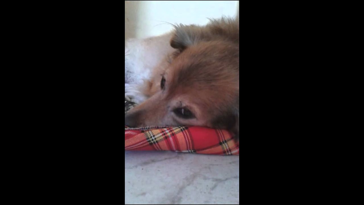 il cane sente la mancanza del padrone