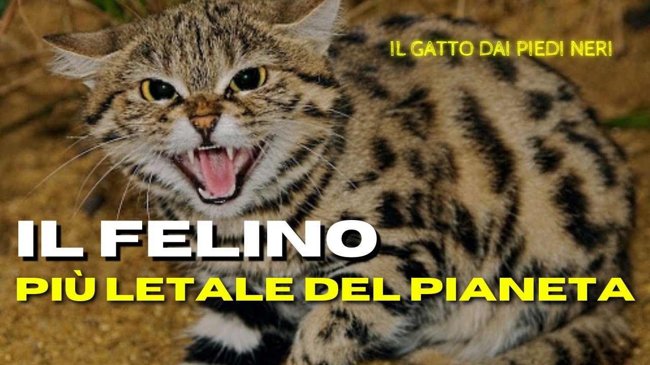 il gatto dai piedi neri attacca l'uomo
