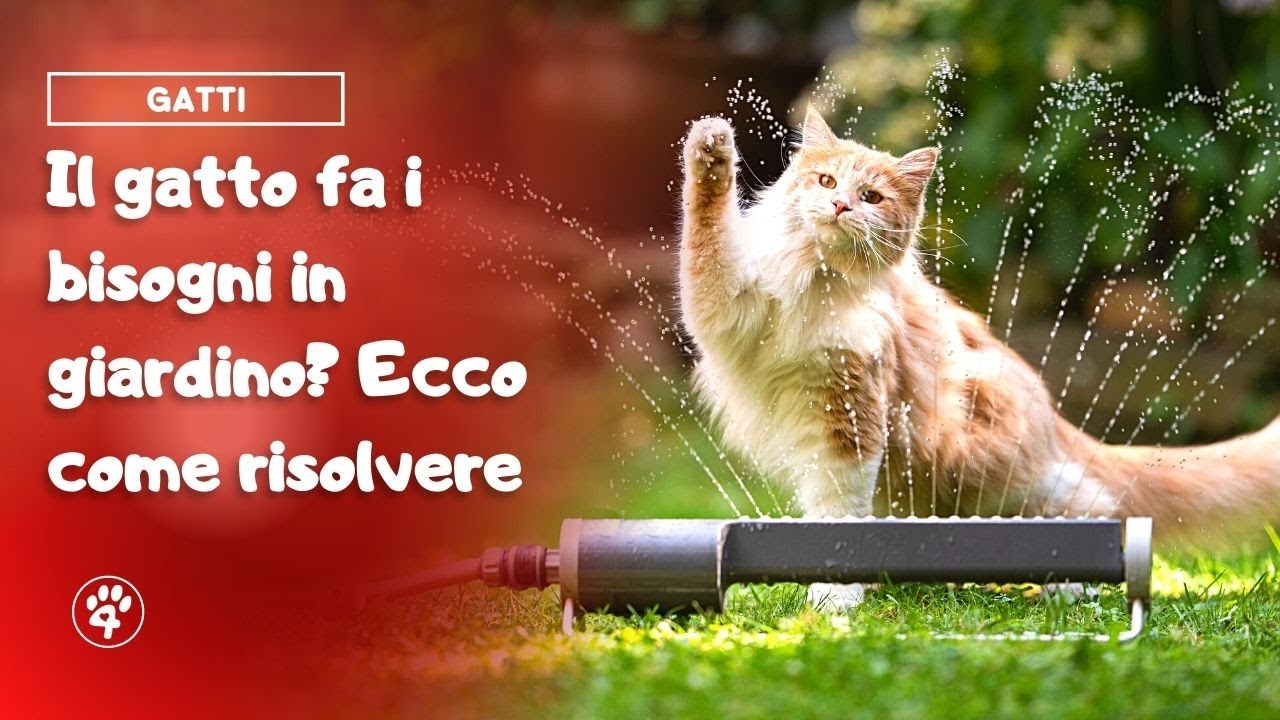 il gatto del vicino fa i bisogni nel mio giardino