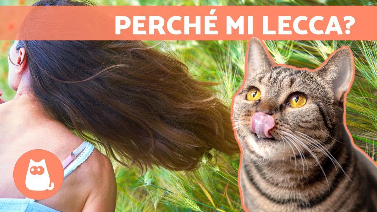 il gatto mi lecca le mani