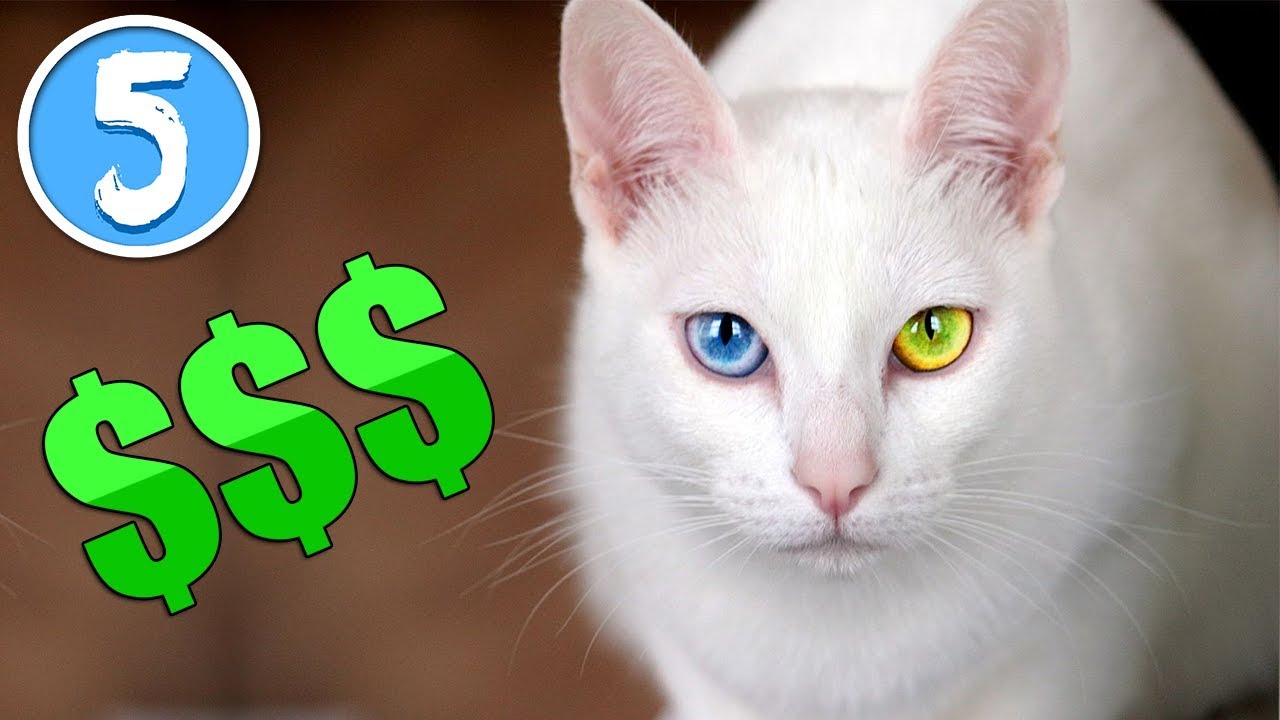 il gatto più costoso del mondo