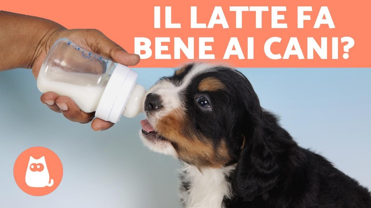 il latte fa male ai cani