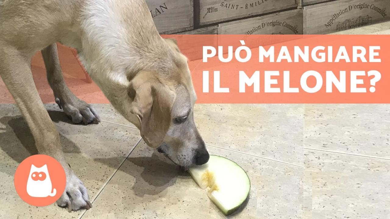 il melone fa bene ai cani