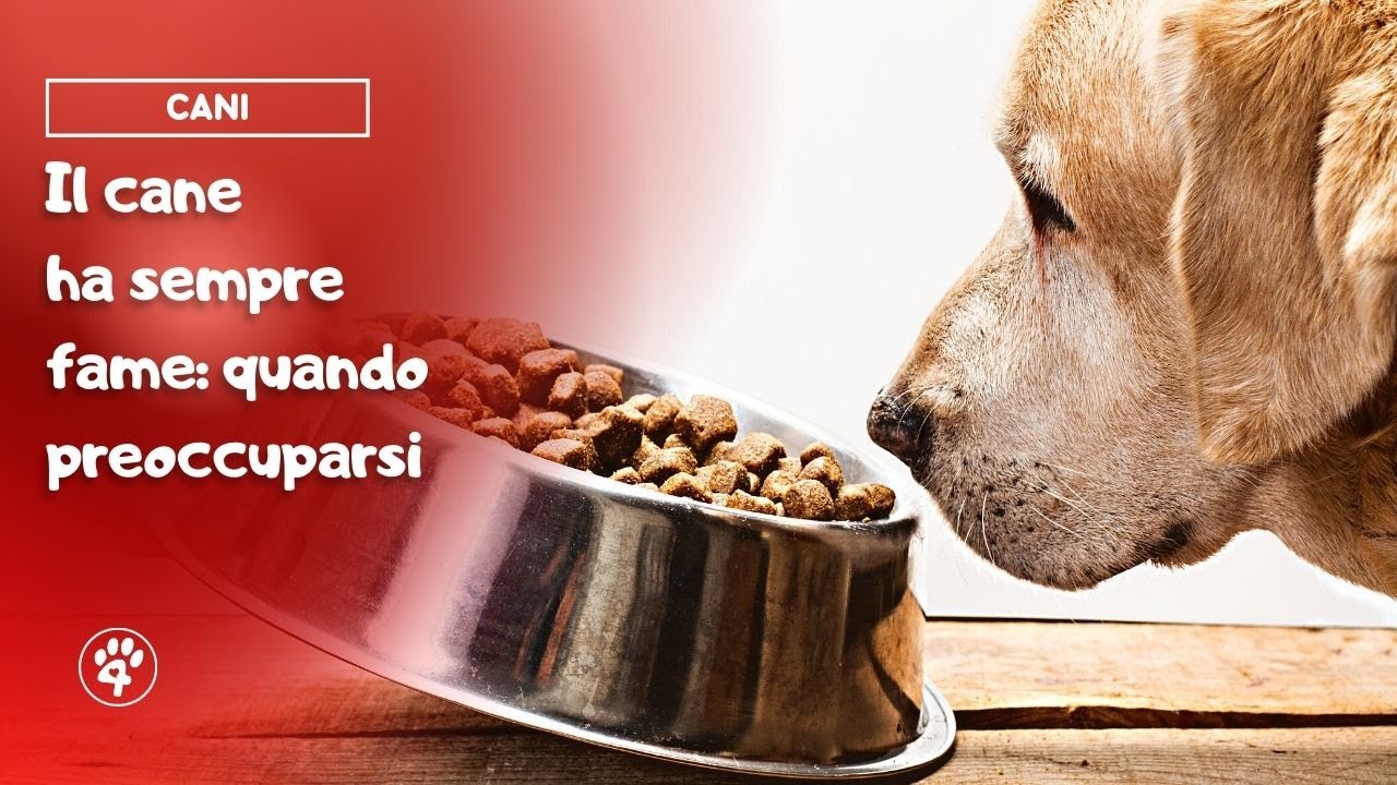 il mio cane anziano ha sempre fame