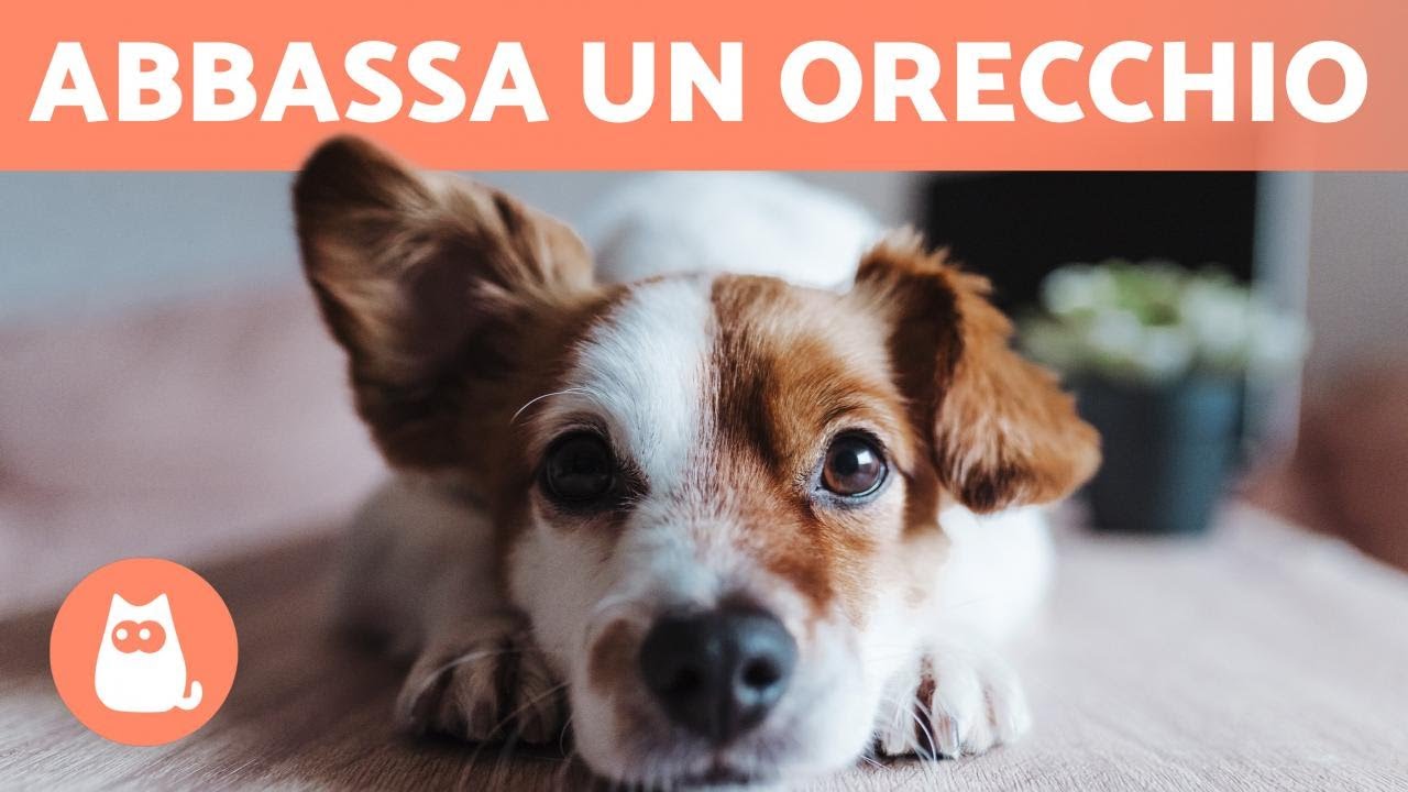 il mio cane ha un orecchio alzato e uno abbassato