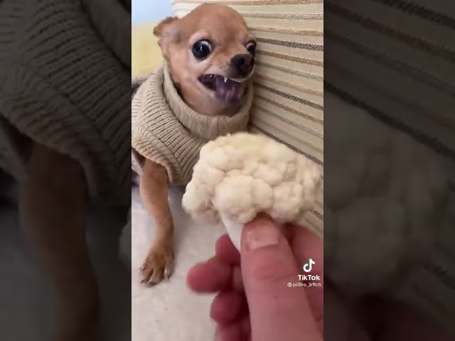 il mio cane la sera impazzisce e morde