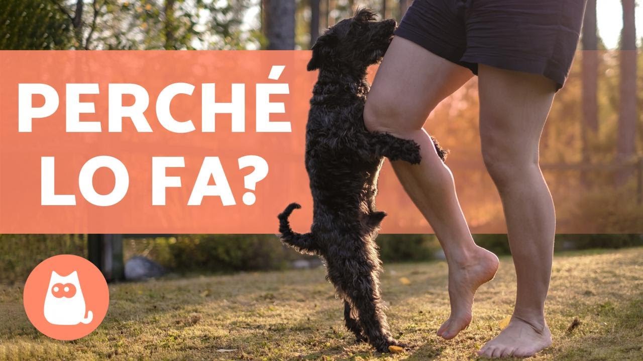 il mio cane mi monta il braccio