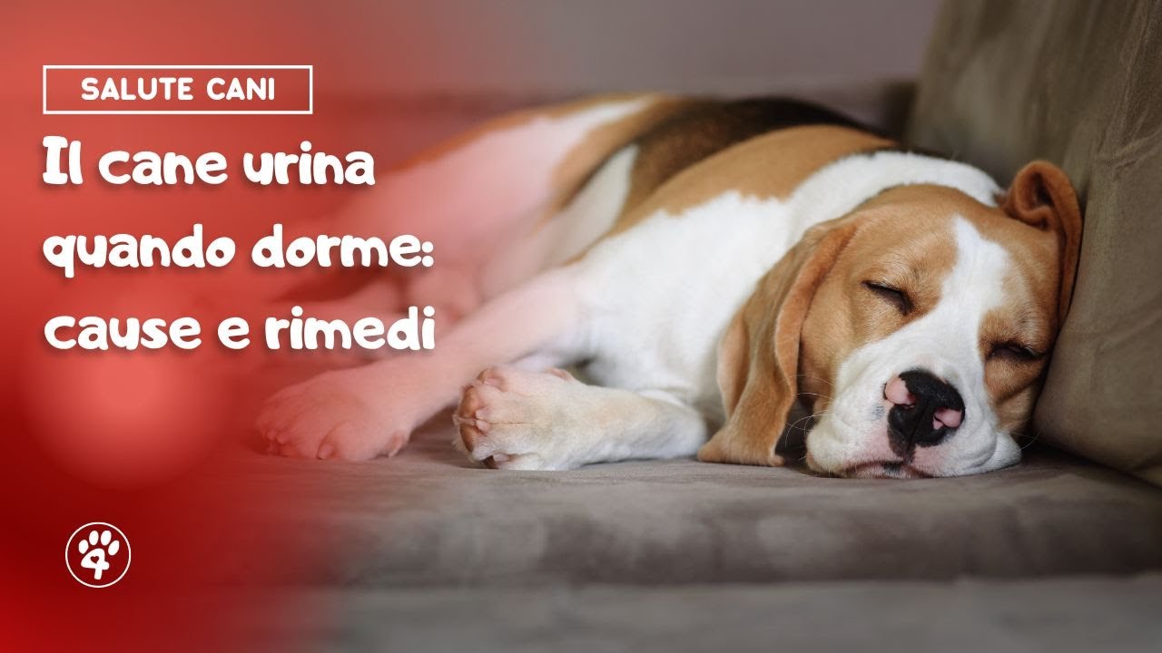 il mio cane si fa la pipì addosso quando dorme