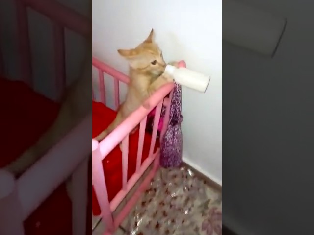 il mio gatto beve solo latte