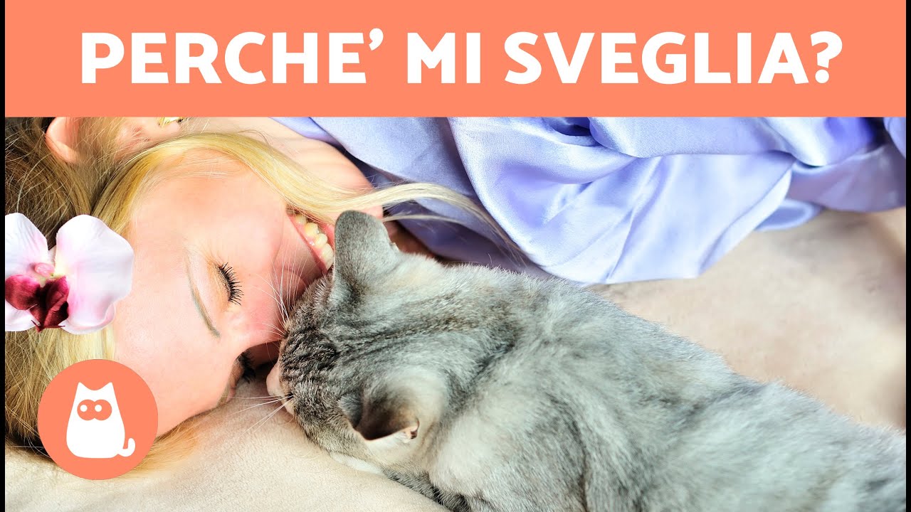 il mio gatto di notte impazzisce