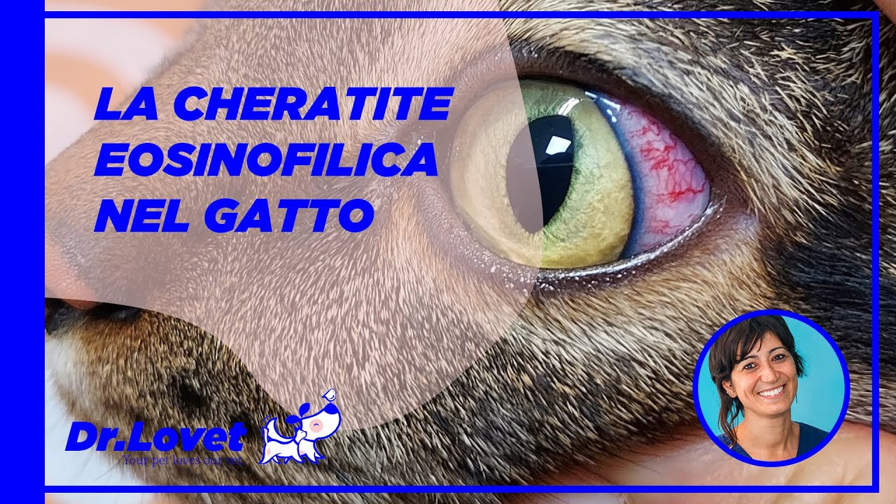 il mio gatto dimagrisce a vista d'occhio
