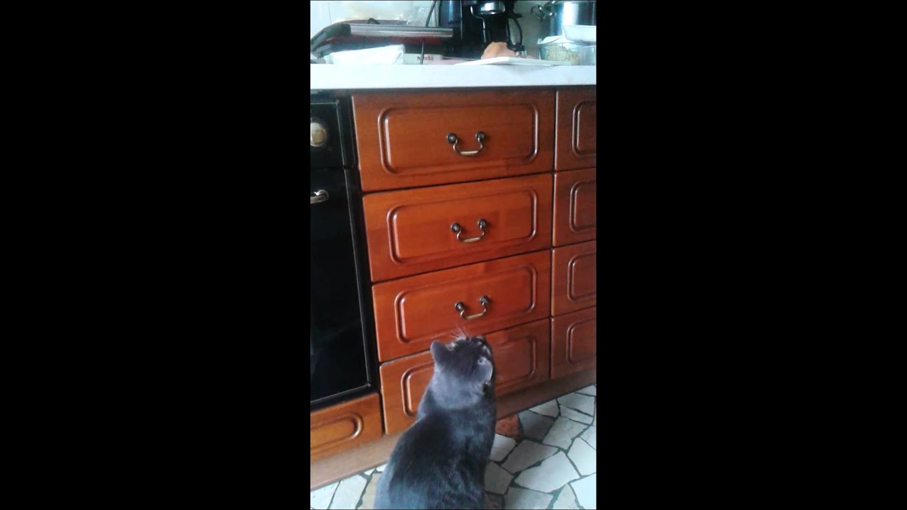 il mio gatto ha mangiato carne cruda