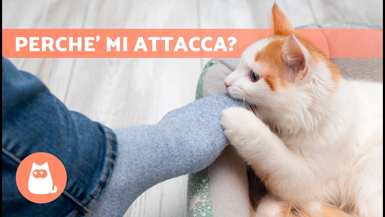 il mio gatto mi attacca senza motivo
