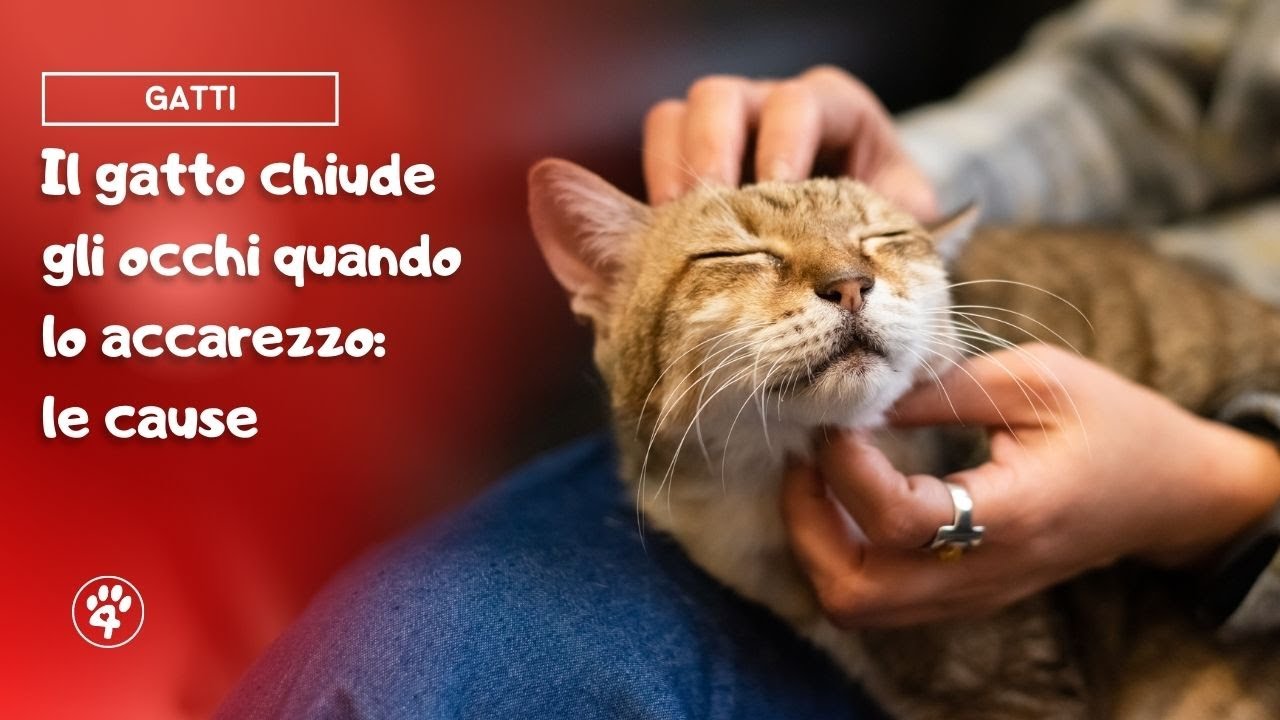 il mio gatto scodinzola quando lo accarezzo