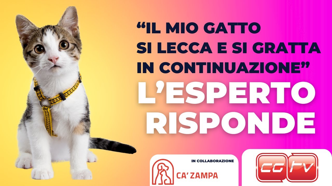 il mio gatto si lecca e si gratta in continuazione