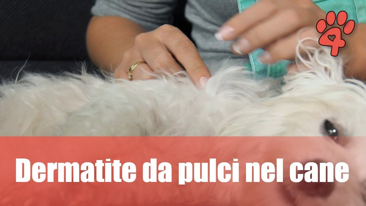 immagini da puntura di pulce cane