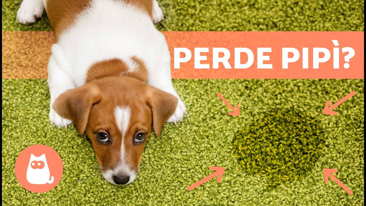 incontinenza urinaria nel cane femmina anziana