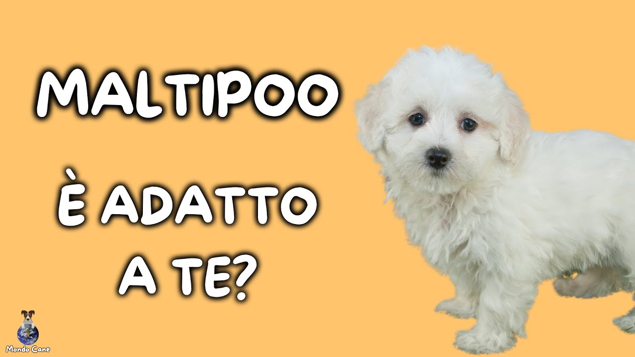 incrocio barboncino maltese maltipoo adulto dimensioni