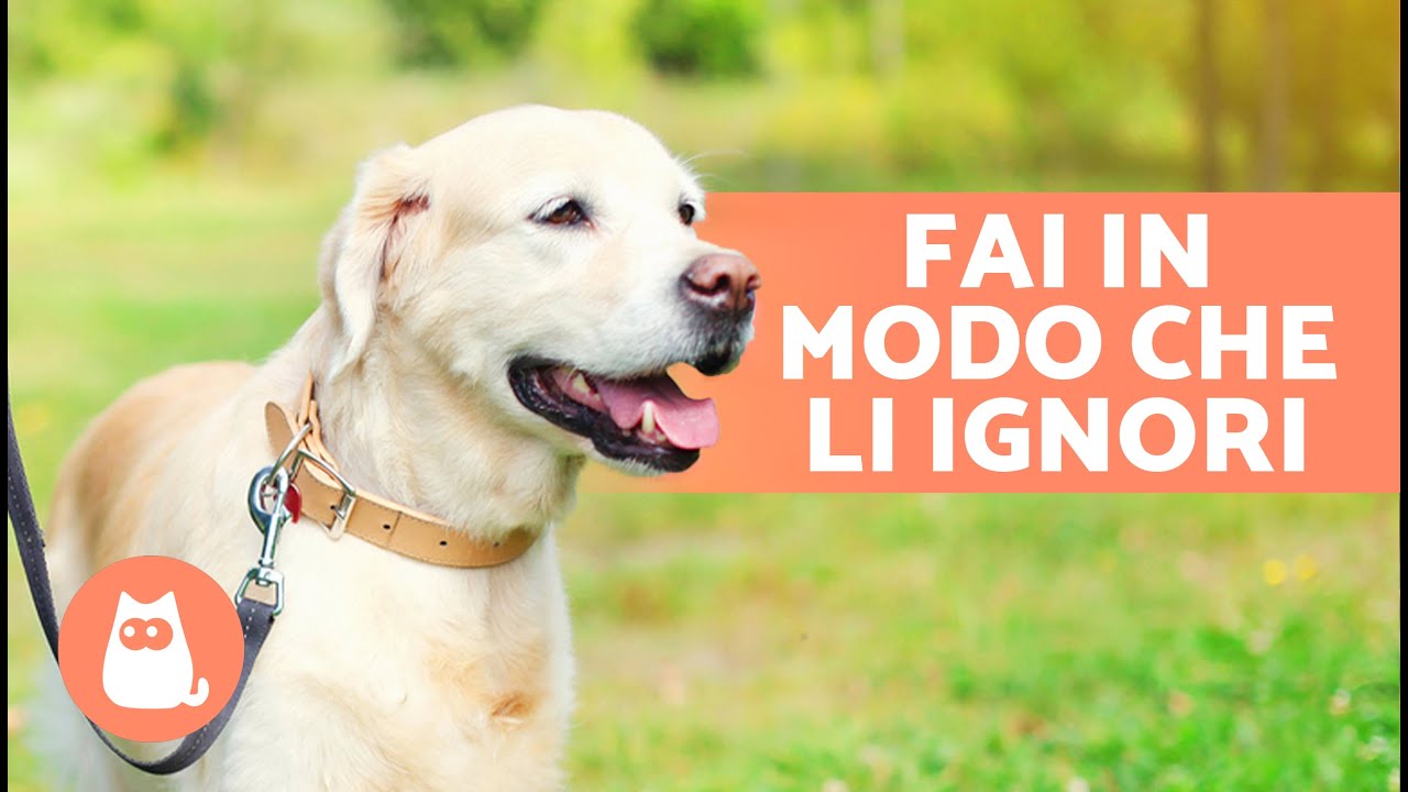 insegnare al cane a ignorare altri cani
