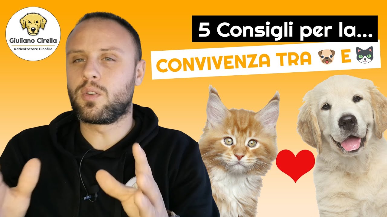 inserimento cucciolo gatto con cane adulto