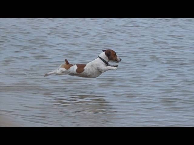 jack russell terrier a pelo lungo