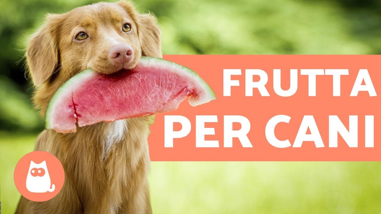 la mela fa bene al cane