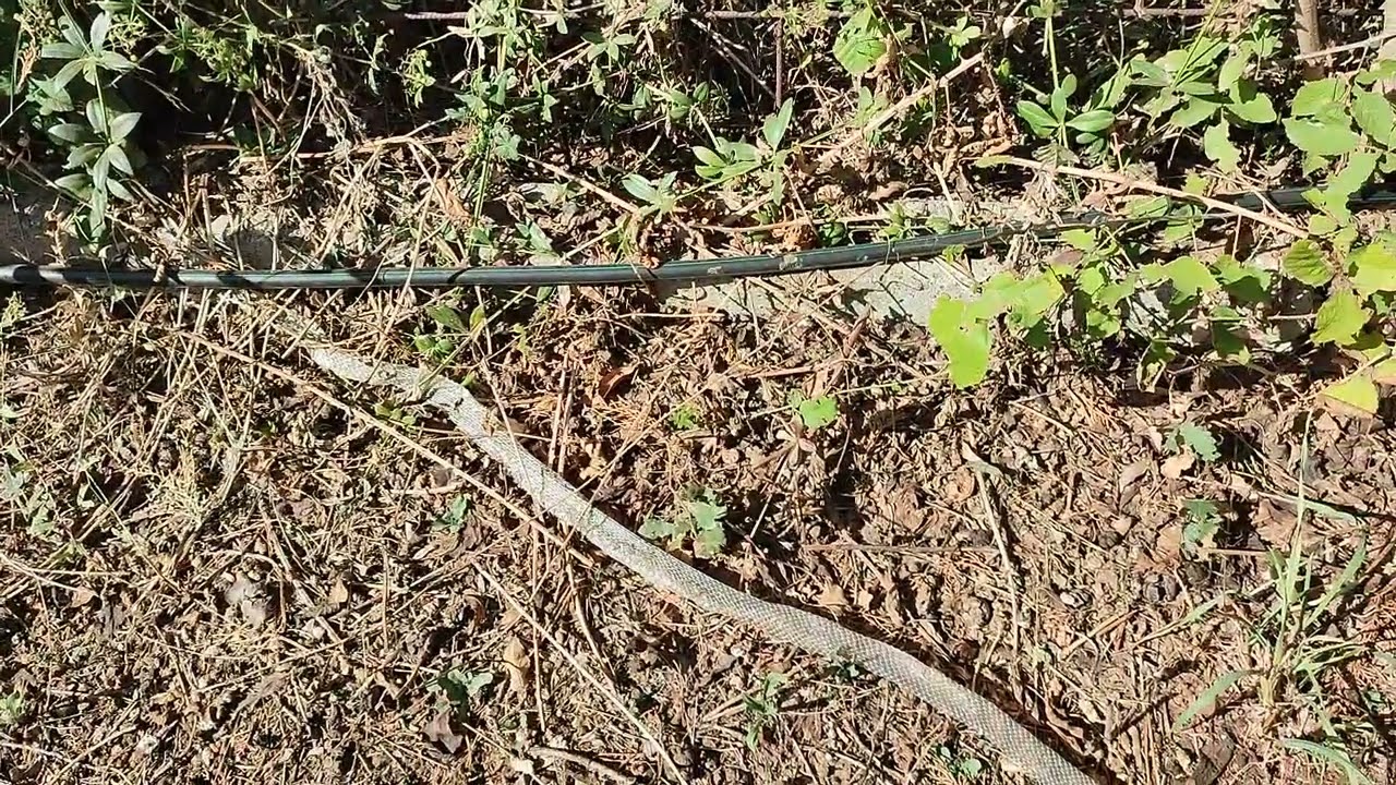 la muta del serpente porta fortuna