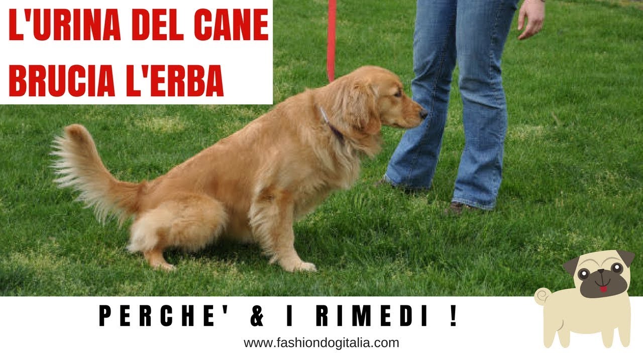 la pipì del cane brucia le piante