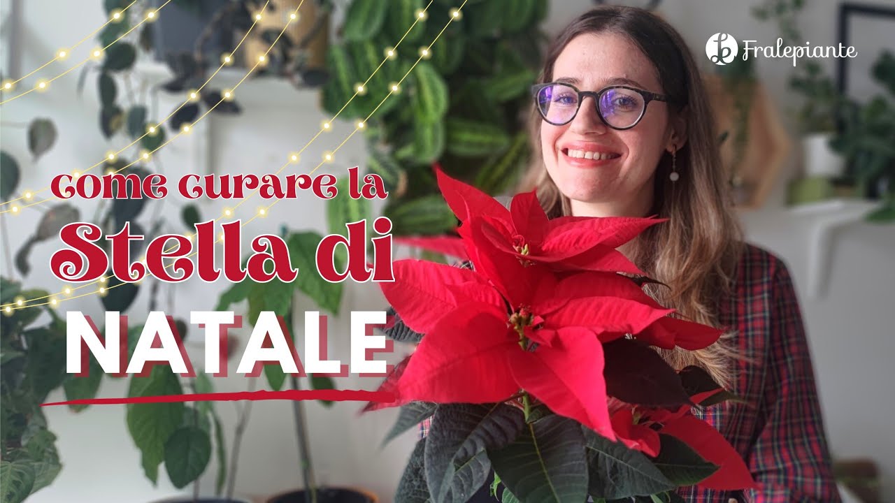 la stella di natale è velenosa