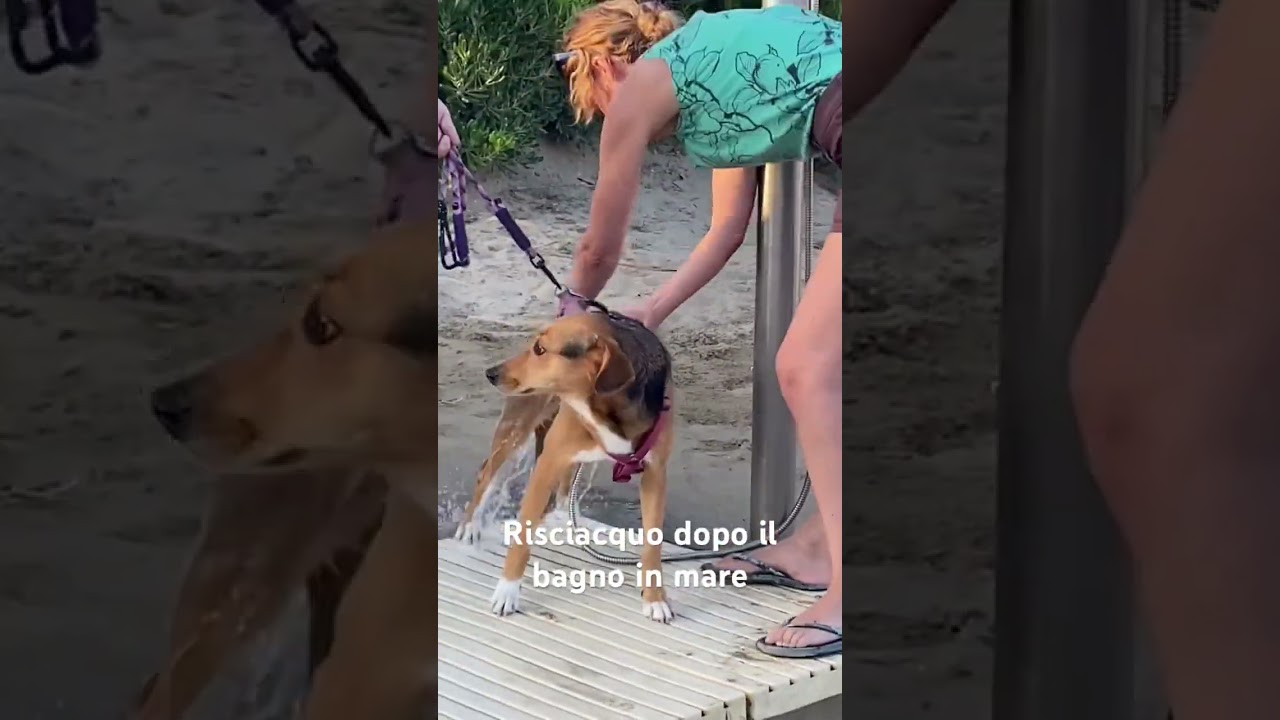 lavare il cane dopo bagno in mare