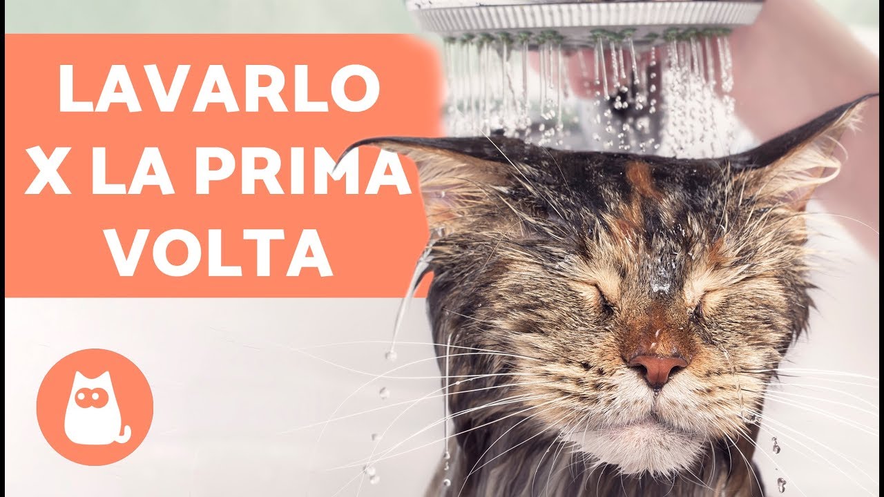 lavare il gatto con shampoo normale