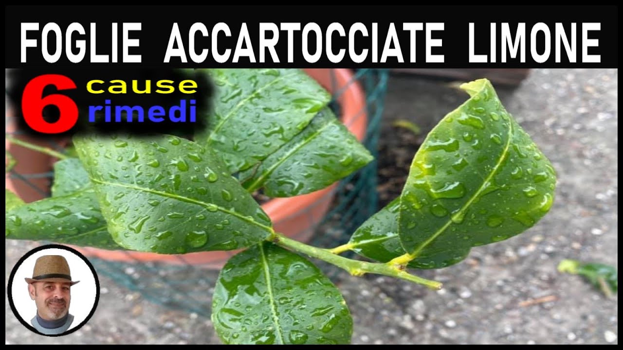 le foglie di limone sono velenose