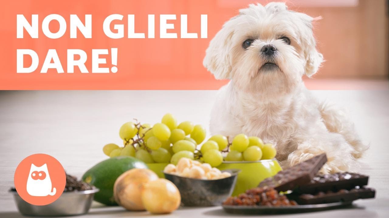 le fragole fanno male ai cani