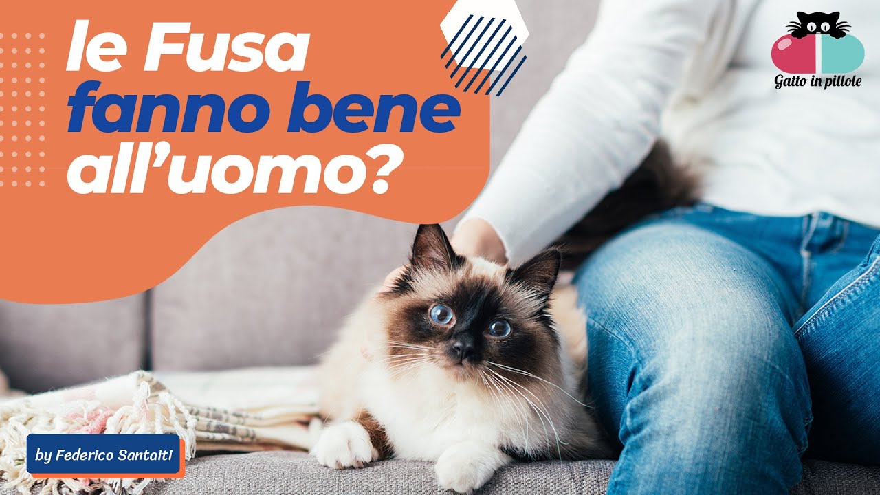 le fusa del gatto fanno bene
