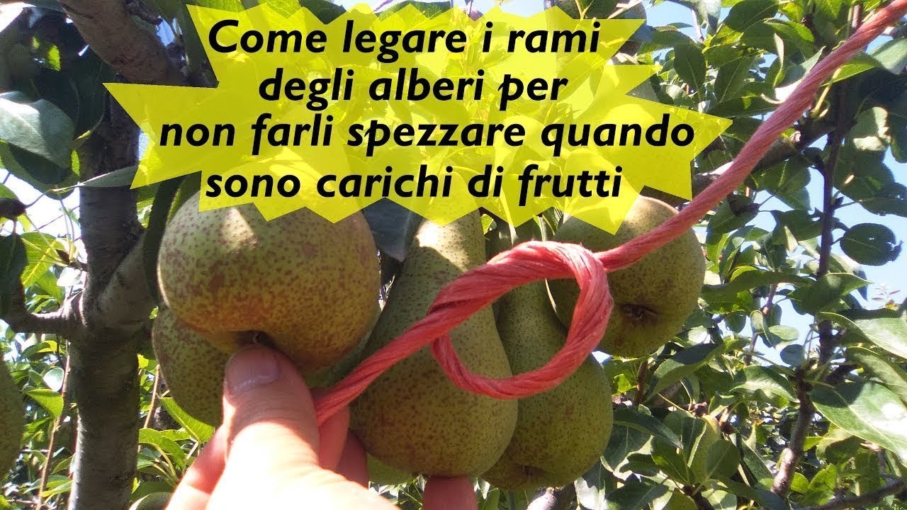 mammifero che salta fra i rami degli alberi