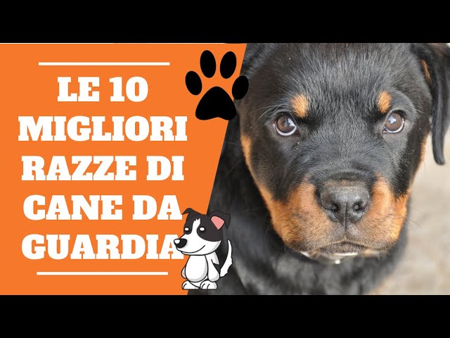 miglior cane da guardia taglia piccola